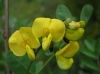Colutea brevialata Lange