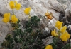 Coronilla minima ?