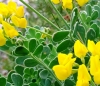Coronilla minima L. subsp. lotoides (W.D.J.Koch) Nyman