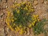 Coronilla minima L. subsp. minima