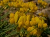Coronilla minima L. subsp. minima