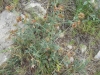 Dorycnium hirsutum (L.) Ser.