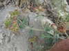 Dorycnium hirsutum (L.) Ser.