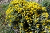 Genista pumila (Debeaux & E.Rev. ex Hervier) Vierh. subsp. rigidissima (Vierh.) Talavera & L.Sez