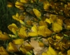 Genista ausetana (O. Bols & Vigo) Talavera