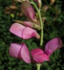 Hedysarum boveanum Bunge ex Basiner subsp. europaeum Guitt. & Kergulen