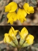 Hippocrepis comosa ? 2/4