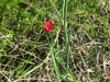 Lathyrus setifolius L.