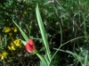 Lathyrus cicera L.