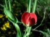 Lathyrus cicera L.