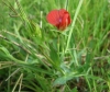 Lathyrus cicera L.