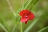 Lathyrus cicera L.