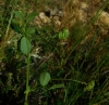 Medicago suffruticosa Ramond ex DC.
