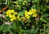 Medicago suffruticosa Ramond ex DC.