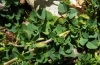 Medicago suffruticosa Ramond ex DC.