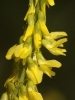 Melilotus officinalis (L.) Pall.