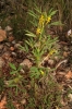 Melilotus sp.