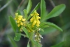 Melilotus sp.