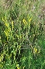 Melilotus sp.