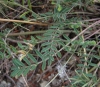Onobrychis argentea Boiss. subsp. hispanica (Sirj.) P.W. Ball