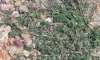 Onobrychis argentea Boiss. subsp. hispanica (Sirj.) P.W. Ball