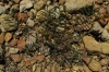 Onobrychis saxatilis (L.) Lam.