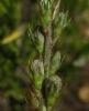 Onobrychis saxatilis (L.) Lam.