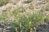 Onobrychis saxatilis (L.) Lam.