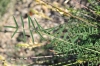 Onobrychis saxatilis (L.) Lam.