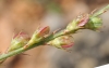 Onobrychis saxatilis (L.) Lam.