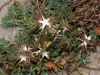 Ononis pusilla L. subsp. pusilla