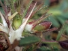 Ononis pusilla L. subsp. pusilla