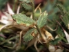 Ononis pusilla L. subsp. pusilla