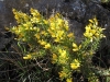 Ulex parviflorus Pourr. subsp. parviflorus