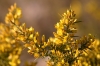 Ulex parviflorus Pourr. subsp. parviflorus