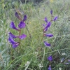 Vicia onobrychioides?