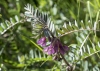 Vicia pannonica Crantz