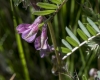 Vicia pannonica Crantz