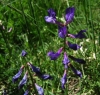 Vicia onobrychioides L.
