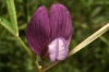 Vicia peregrina L.