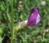 Vicia peregrina L.