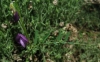 Vicia peregrina L.