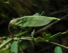 Vicia peregrina L.