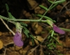 Vicia peregrina L.