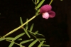 Vicia peregrina L.