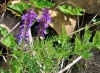 Vicia tenuifolia Roth