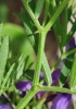 Vicia tenuifolia Roth