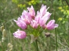 Allium roseum L.