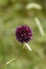 Allium sphaerocephalon L.