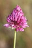 Allium sphaerocephalon L.